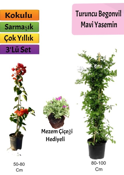 Mavi Yasemin+ Turuncu Begonvil+ Mezem Hediyeli