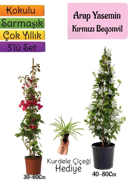 Mis Kokulu Arap Yasemini+Kırmzı Begonvil+Kurdele Çiçeği Hediyeli 3'lü Bahçe Seti