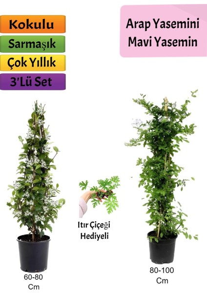 Mavi Yasemin+ Arap Yasemini+ Itır Çiçeği Hediyeli