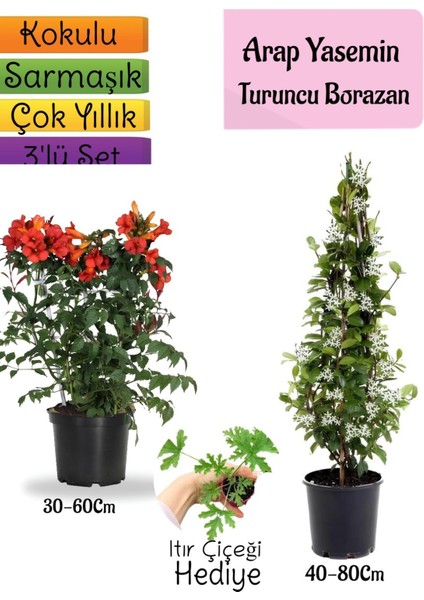 Kokulu Arap Yasemini+Turuncu Acem Borusu Çiçeği+Itır Çiçeği Hediyeli 3'lü Bahçe Seti