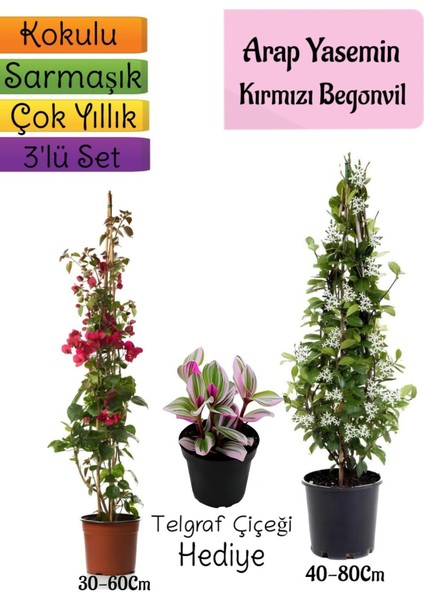 Mis Kokulu Arap Yasemini+Kırmzı Begonvil+Telgraf Çiçeği Hediyeli 3'lü Bahçe Seti