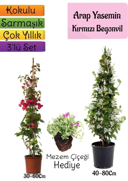 Mis Kokulu Arap Yasemini+Kırmzı Begonvil+Mezem Çiçeği Hediyeli 3'lü Bahçe Seti