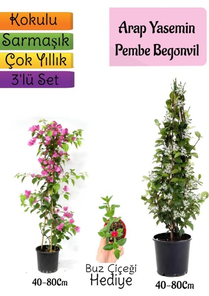 Kokulu Arap Yasemini+Pembe Begonvil+Buz Çiçeği Hediyeli 3'lü Bahçe Seti