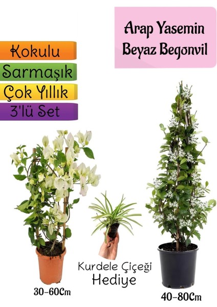 Kokulu Arap Yasemini+Beyaz Begonvil+Kurdele Çiçeği Hediyeli 3'lü Bahçe Seti