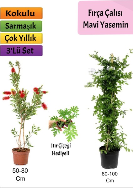 Mavi Yasemin+ Fırça Çalısı+ Itır Hediyeli