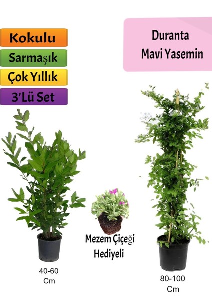Mavi Yasemin+ Defne Çalısı+ Mezem Hediyeli