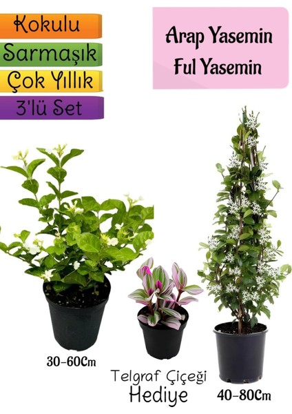 Kokulu Arap Yasemini+Ful Yasemin+Telgraf Hediyeli 3'lü Bahçe Seti