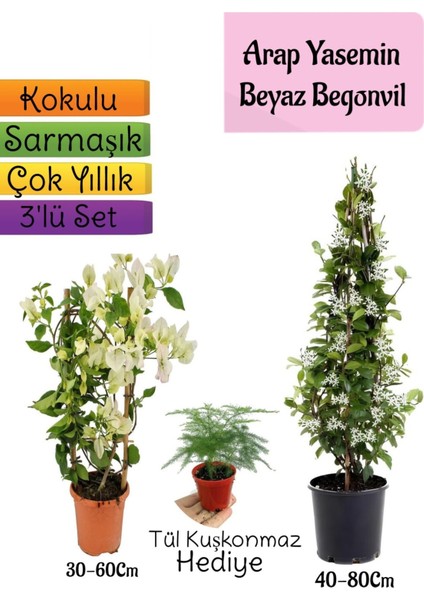 Kokulu Arap Yasemini+Beyaz Begonvil+Tül Kuşkonmaz Hediyeli 3'lü Bahçe Seti