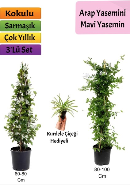 Mavi Yasemin+ Arap Yasemini+ Kurdele Çiçeği Hediyeli