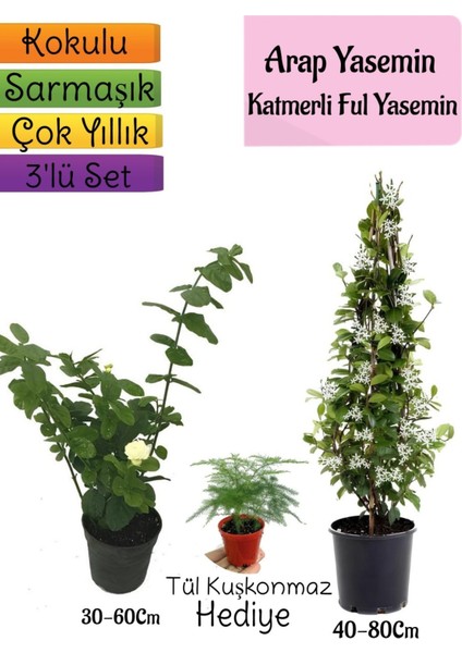 Kokulu Arap Yasemini+Katmerli Ful Yasemin+Tül Kuşkonmaz Hediyeli 3'lü Bahçe Seti