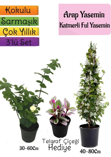 Kokulu Arap Yasemini+Katmerli Ful Yasemin+ Çiçeği Hediyeli 3'lü Bahçe Seti