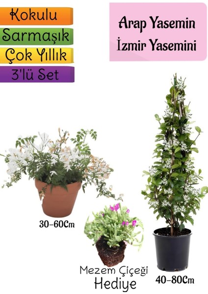 Kokulu Arap Yasemini+Klasik Izmir Yasemin+Mezem Çiçeği Hediyeli 3'lü Bahçe Seti