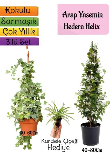 Kokulu Arap Yasemini+Hedera Helix Sarmaşık+Kurdele Çiçeği Hediyeli 3'lü Bahçe Seti