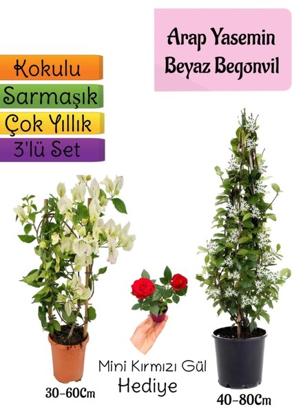 Kokulu Arap Yasemini+Beyaz Begonvil+Mini Gül Hediyeli 3'lü Bahçe Seti