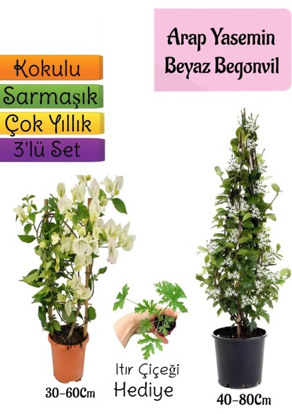 Kokulu Arap Yasemini+Beyaz Begonvil+Itır Çiçeği Hediyeli 3'lü Bahçe Seti
