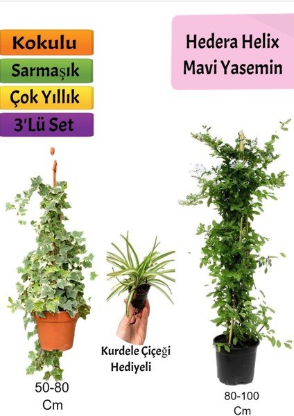 Mavi Yasemin+ Hedera Helix+ Kurdele Çiçeği Hediyeli