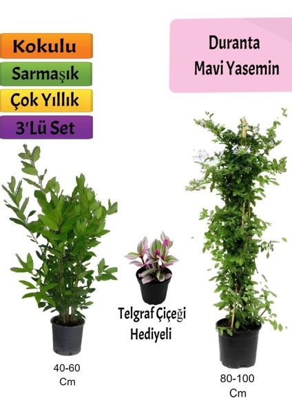 Mavi Yasemin+ Defne Çalısı+ Telgraf Hediyeli