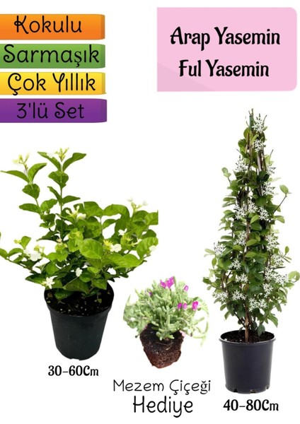 Kokulu Arap Yasemini+Ful Yasemin+Mezem Hediyeli 3'lü Bahçe Seti