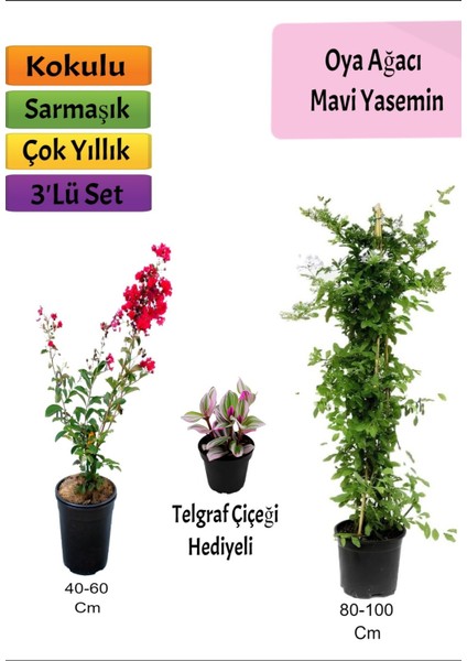Mavi Yasemin+ Kırmızı Oya Ağacı + Telgraf Hediyeli