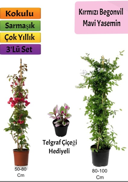Mavi Yasemin+ Kırmızı Begonvil+ Telgraf Çiçeği Hediyeli
