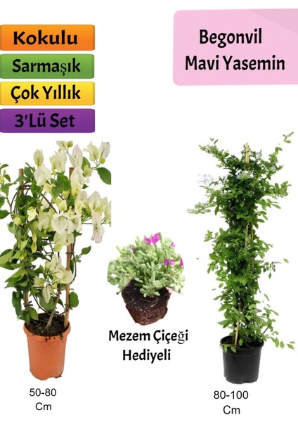 Mavi Yasemin+ Beyaz Begonvil+ Mezem Çiçeği Hediyeli