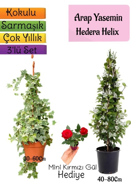 Kokulu Arap Yasemini+Hedera Helix Sarmaşık+Mini Gül Hediyeli 3'lü Bahçe Seti