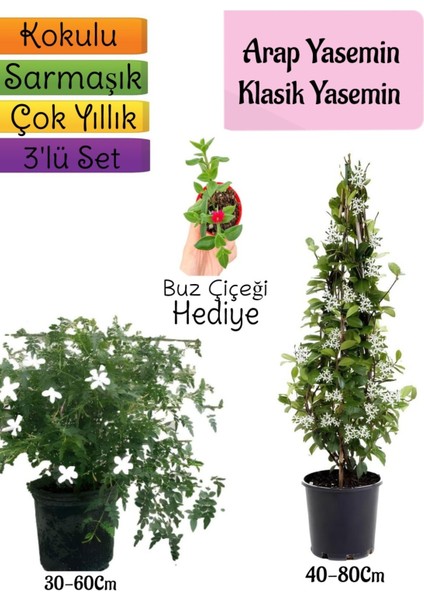 Kokulu Arap Yasemini+Klasikyasemin+Buz Çiçeği Hediyeli 3'lü Bahçe Seti