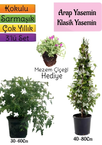 Kokulu Arap Yasemini+Klasikyasemin+Mezem Çiçeği Hediyeli 3'lü Bahçe Seti