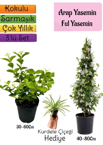 Kokulu Arap Yasemini+Ful Yasemin+Kurdele Hediyeli 3'lü Bahçe Seti