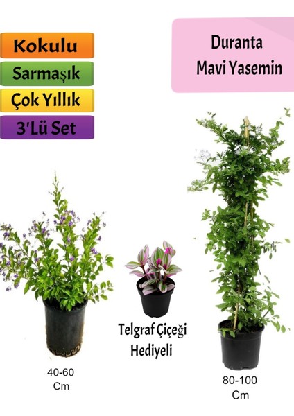 Mavi Yasemin+ Duranta+ Telgraf Çiçeği Fidanı