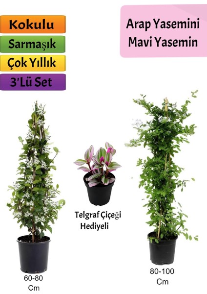 Mavi Yasemin+ Arap Yasemini+ Telgraf Çiçeği Hediyeli
