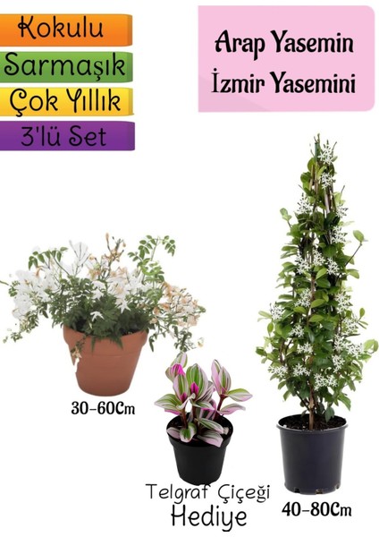 Kokulu Arap Yasemini+Klasik Izmir Yasemin+Telgraf Çiçeği Hediyeli 3'lü Bahçe Seti