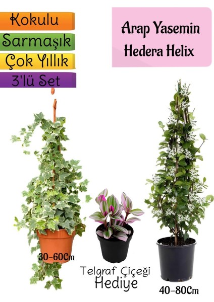 Kokulu Arap Yasemini+Hedera Helix Sarmaşık+Telgraf Çiçeği Hediyeli 3'lü Bahçe Seti