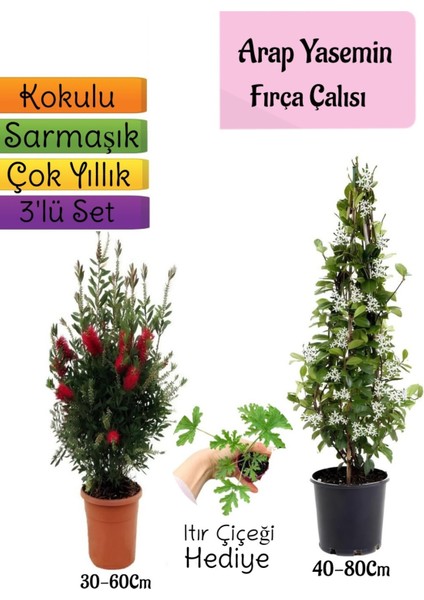 Kokulu Arap Yasemini+Kırmızı Fırça Çalısı+Itır Çiçeği Hediyeli 3'lü Bahçe Seti