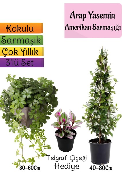 Kokulu Arap Yasemini+Amerikan Sarmaşığı+Telgraf Çiçeği Hediyeli 3'lü Bahçe Seti
