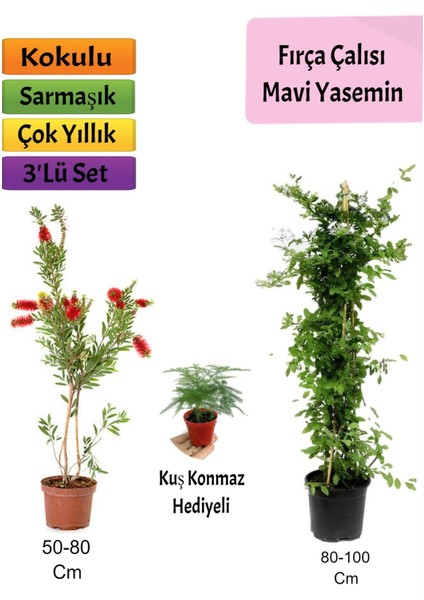 Mavi Yasemin+ Fırça Çalısı+ Tül Hediyeli