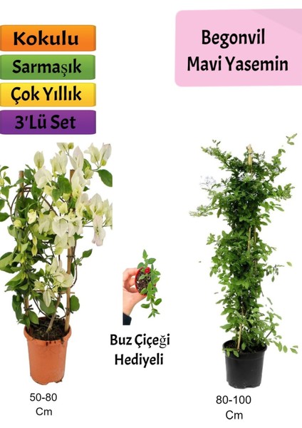 Mavi Yasemin+ Beyaz Begonvil+ Buz Çiçeği Hediyeli