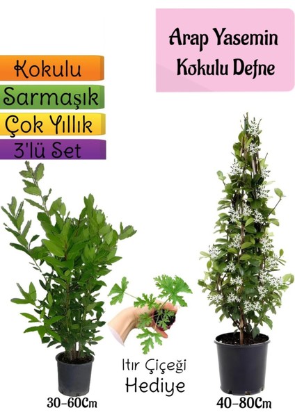 Kokulu Arap Yasemini+Defne Çalısı+Itır Çiçeği Hediyeli 3'lü Bahçe Seti
