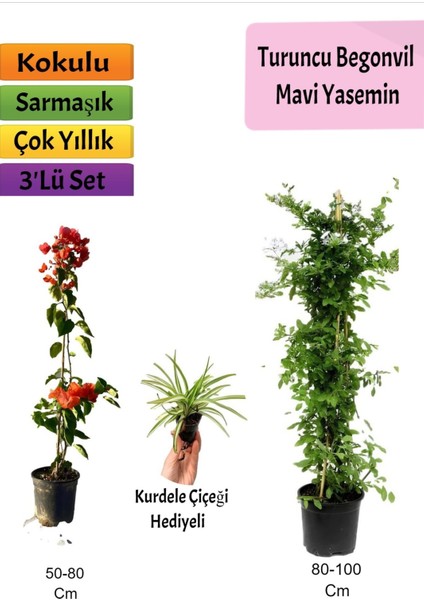Mavi Yasemin+ Turuncu Begonvil+ Kurdele Hediyeli