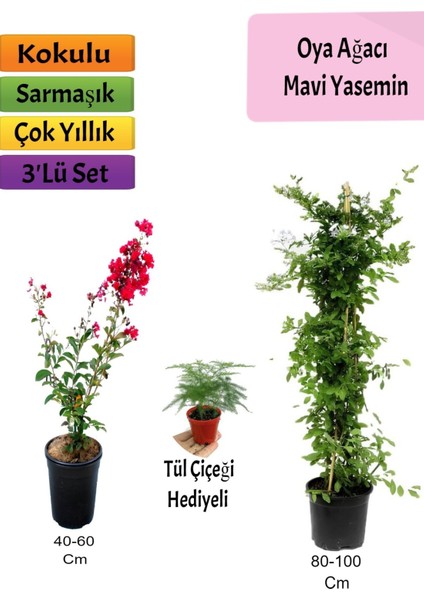 Mavi Yasemin+ Kırmızı Oya Ağacı + Tül Hediyeli