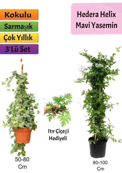 Mavi Yasemin+ Hedera Helix+ Itır Çiçeği Hediyeli