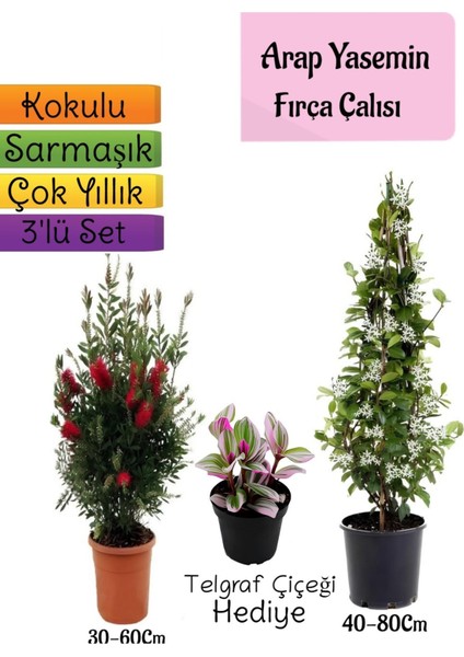 Kokulu Arap Yasemini+Kırmızı Fırça Çalısı+Telgraf Çiçeği Hediyeli 3'lü Bahçe Seti