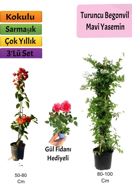 Mavi Yasemin+ Turuncu Begonvil+ Pembe Gül Hediyeli