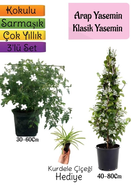 Kokulu Arap Yasemini+Klasikyasemin+Kurdele Çiçeği Hediyeli 3'lü Bahçe Seti