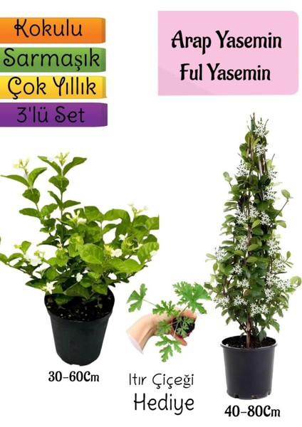 Kokulu Arap Yasemini+Ful Yasemin+Itır Çiçeği Hediyeli 3'lü Bahçe Seti