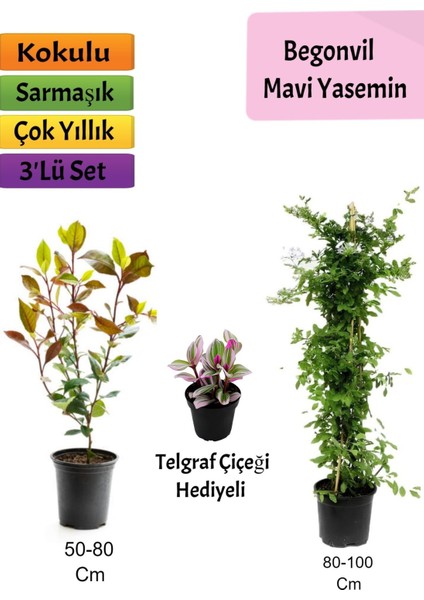 Mavi Yasemin + Alev Çalısı+ Telgraf Hediyeli
