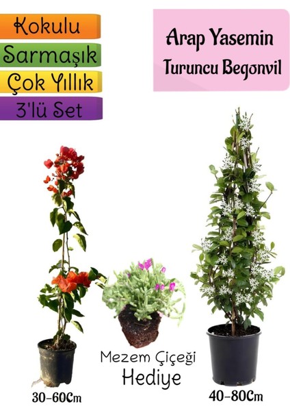 Mis Kokulu Arap Yasemini+Turuncu Begonvil+Mezem Çiçeği Hediyeli 3'lü Bahçe Seti