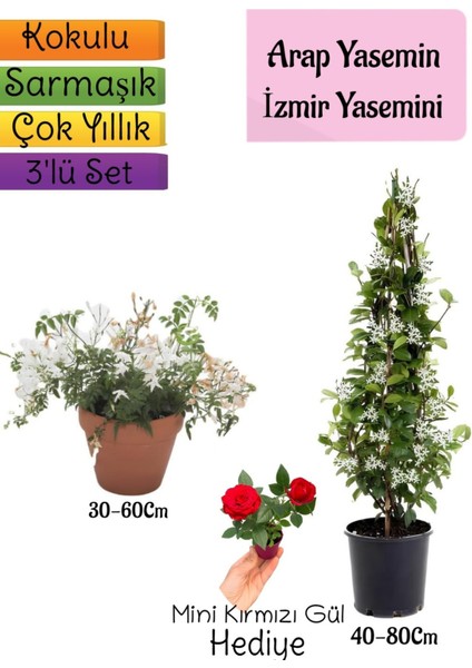 Kokulu Arap Yasemini+Klasik Izmir Yasemin+Mini Gül Hediyeli 3'lü Bahçe Seti