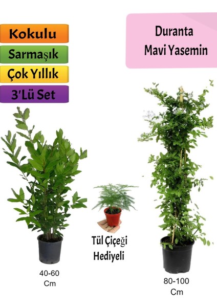 Mavi Yasemin+ Defne Çalısı+ Tül Hediyeli