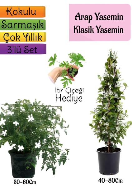 Serada Decor Plant Kokulu Arap Yasemini+Klasikyasemin+Itır Çiçeği Hediyeli 3'lü Bahçe Seti